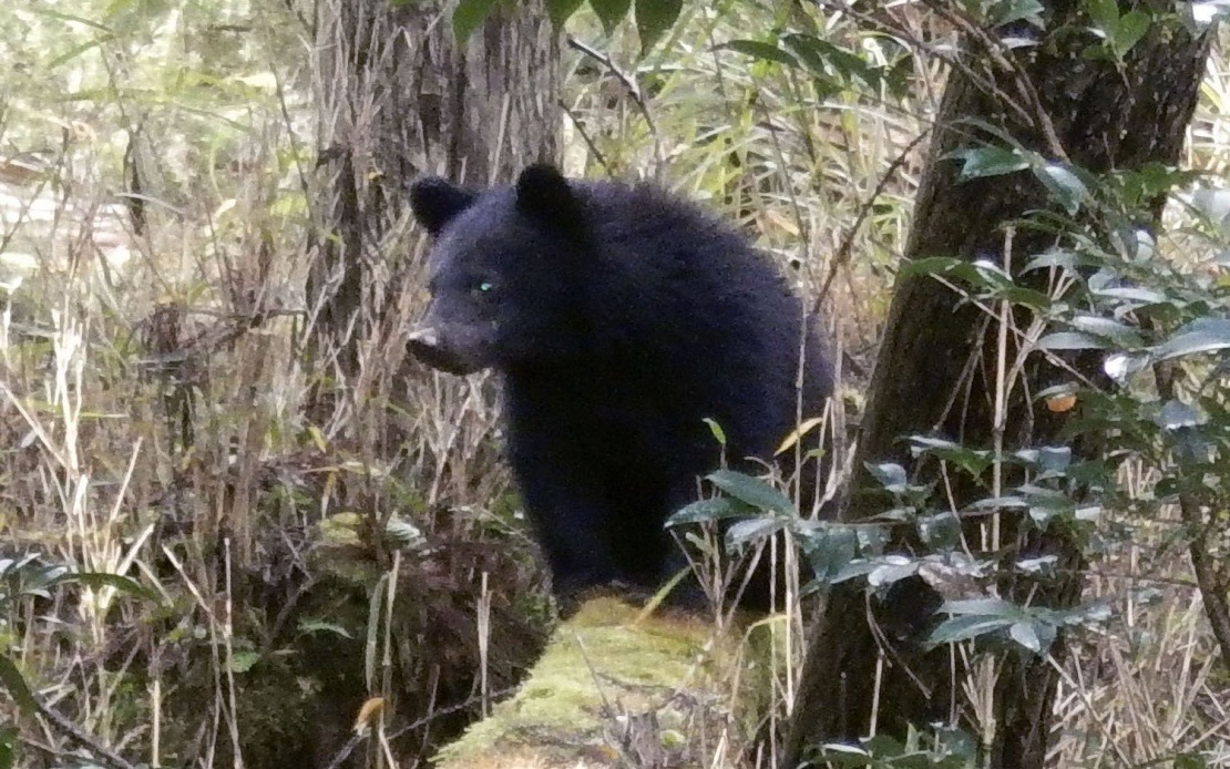 Japan's Bear Crisis Sparks Harassment of Local Officials