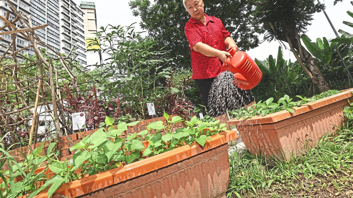 From Wasteland to Wellbeing: How Kuala Lumpur's New Food Forest is Transforming Senior Living