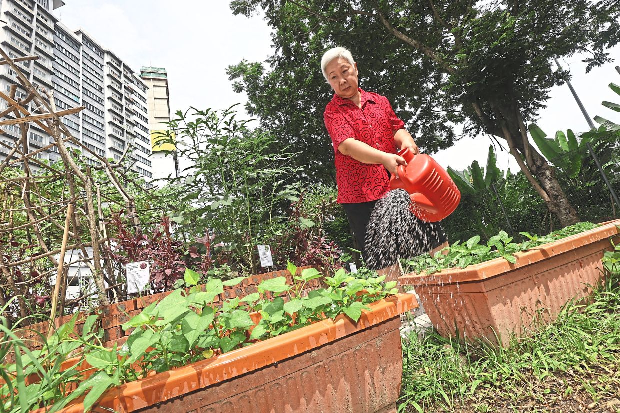 From Wasteland to Wellbeing: How Kuala Lumpur's New Food Forest is Transforming Senior Living