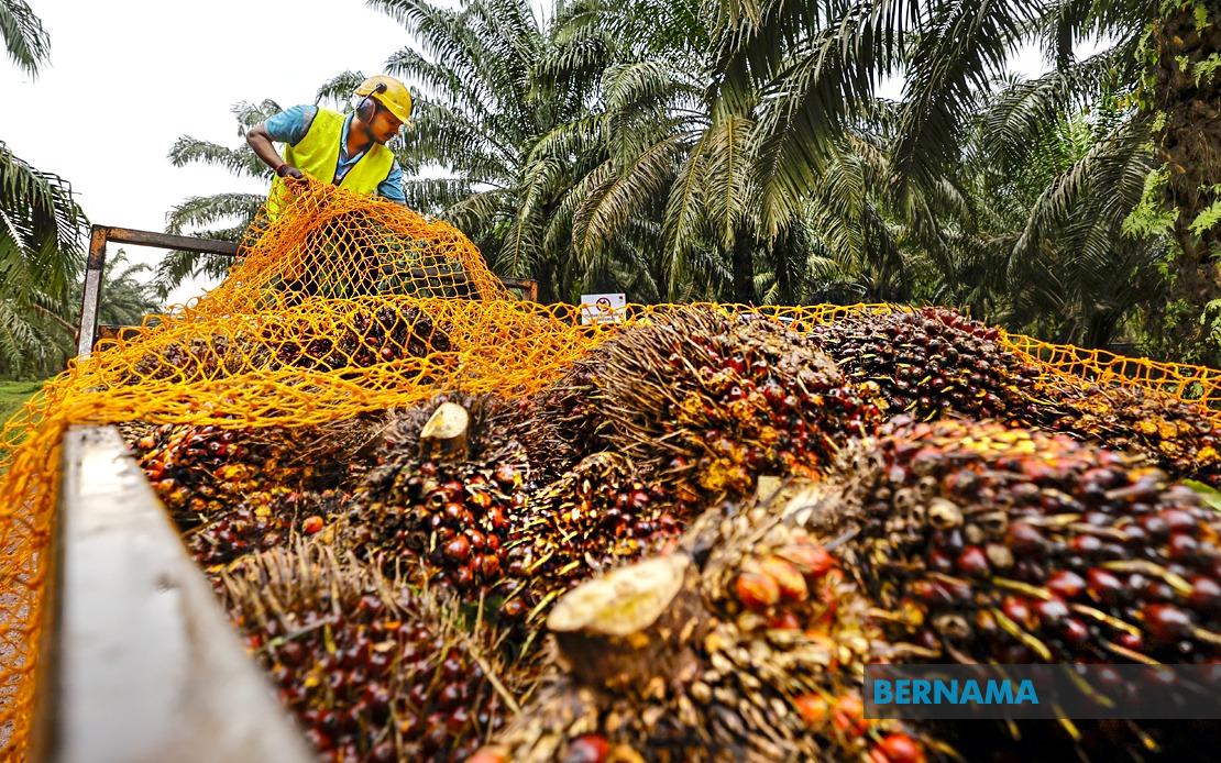 MPOB Research Station to Transform Melaka's Palm Oil Sector with RM20-25 Million Investment