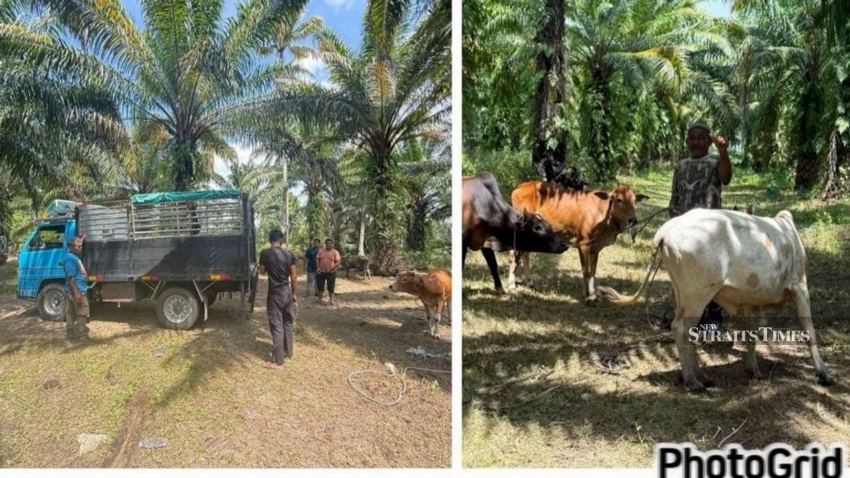Kelantan police smash cattle rustling ring, recover 32 heads worth RM96,000