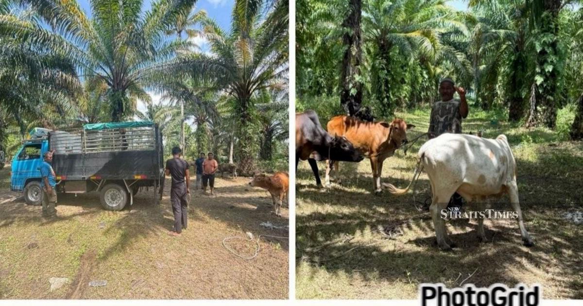 Kelantan police smash cattle rustling ring, recover 32 heads worth RM96,000
