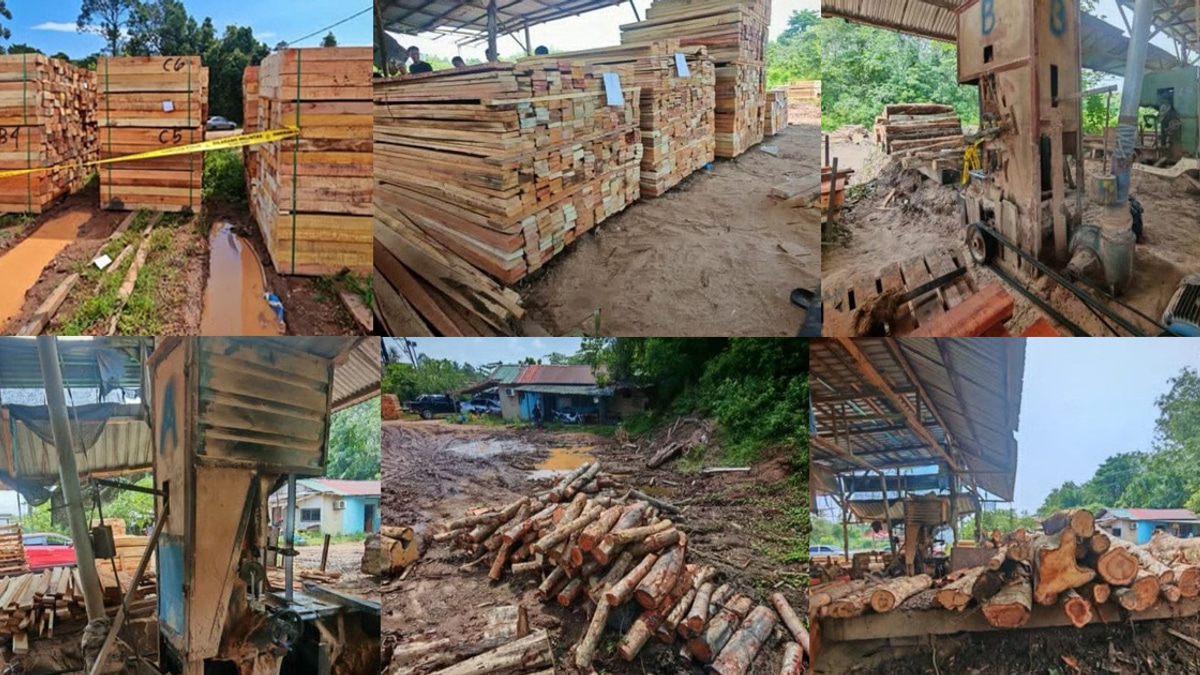 Four arrested in Kelantan timber operation bust; equipment and logs worth RM600,000 seized