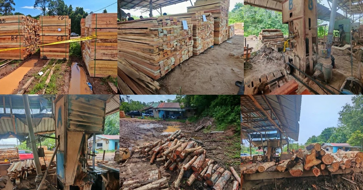 Four arrested in Kelantan timber operation bust; equipment and logs worth RM600,000 seized