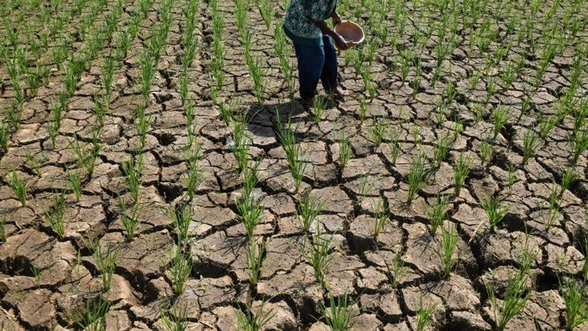 Indonesia's Drought Crisis Deepens as El Niño Intensifies Across Archipelago