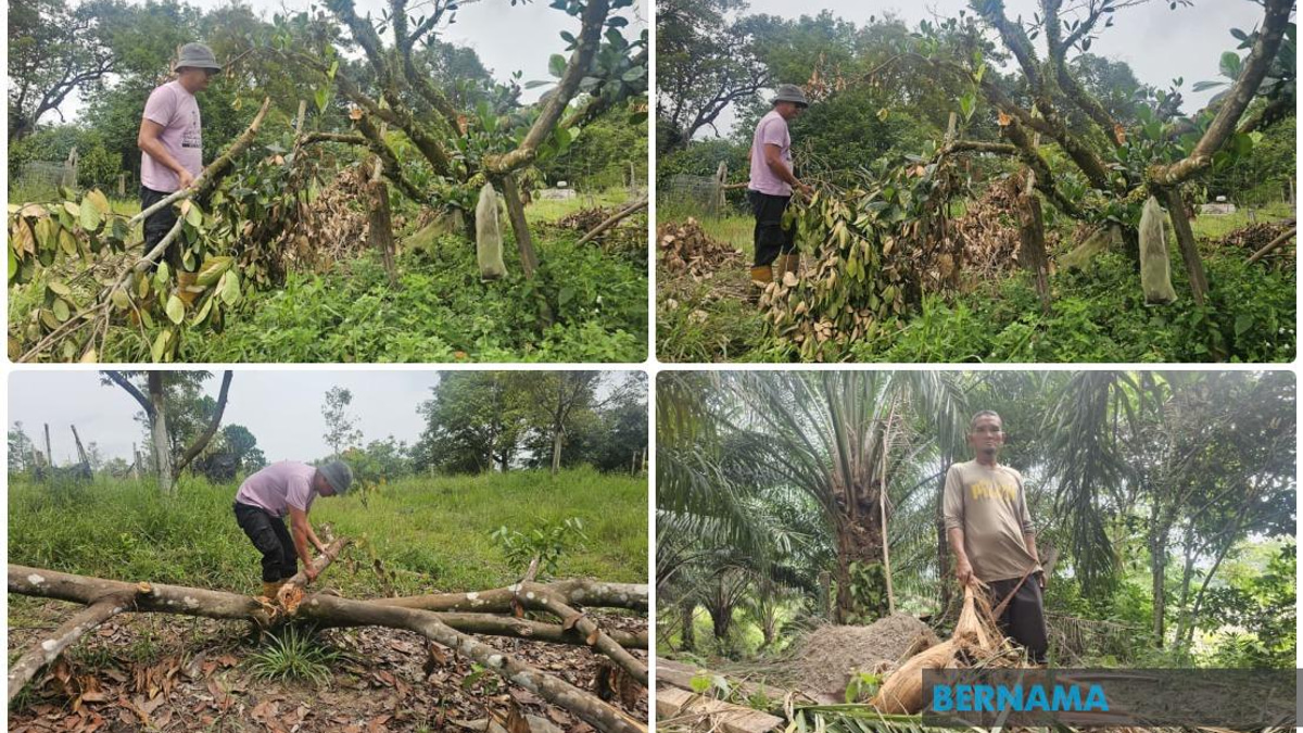 Elephant Incursions Escalate in Terengganu Town as Habitat Loss Drives Wildlife into Residential Areas