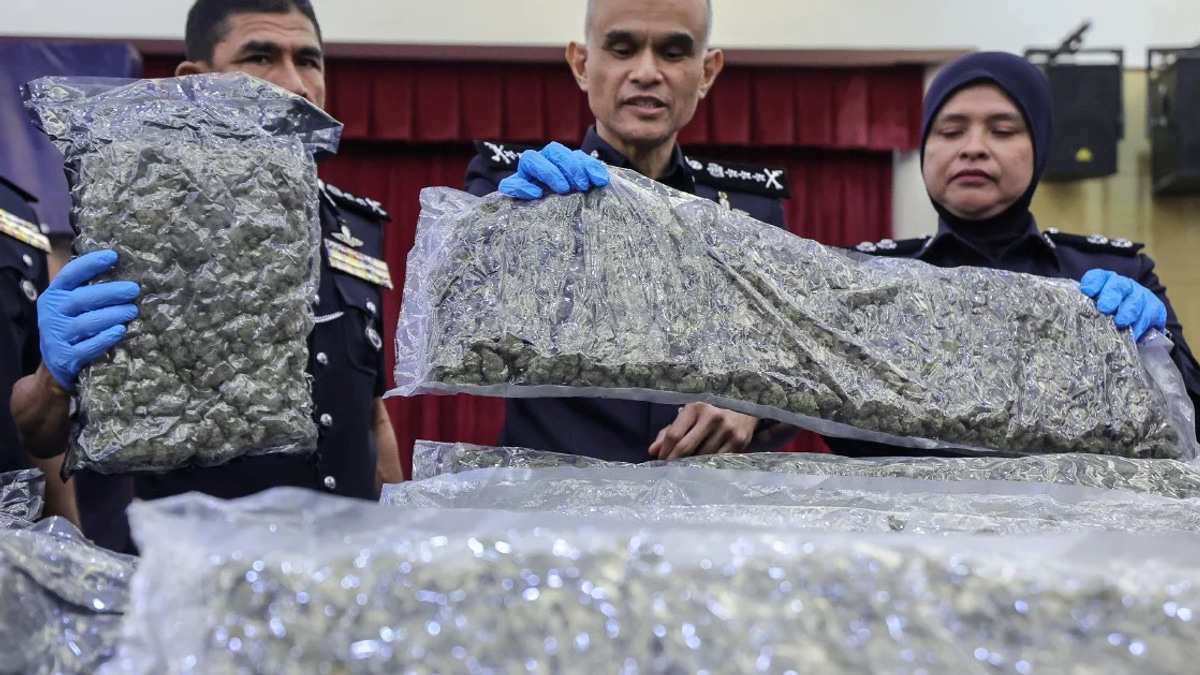 Police bust major cannabis smuggling ring at KLIA as 650kg seized and 38 arrested
