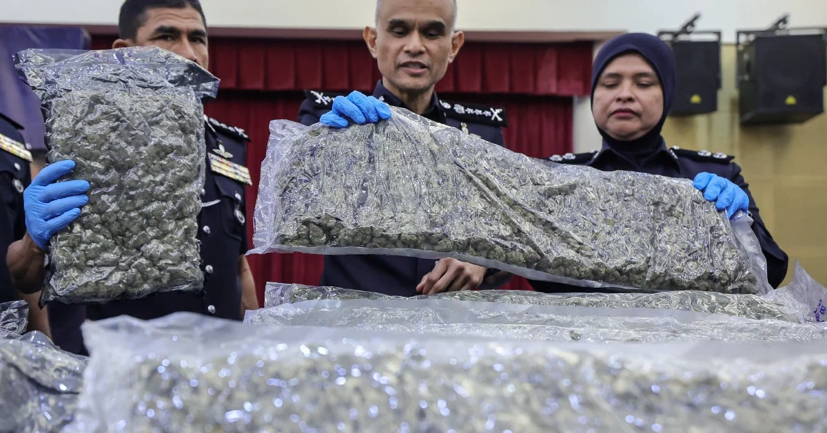 Police bust major cannabis smuggling ring at KLIA as 650kg seized and 38 arrested