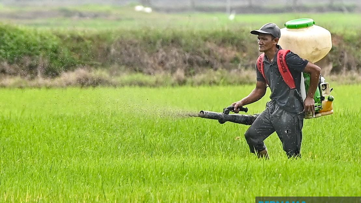 Kelantan Invests RM3.64 Million in Agriculture Push, Targeting Food Security Goals