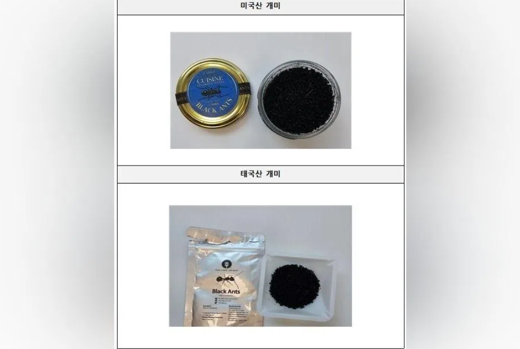 South Korea's Michelin-starred chef faces jail over illegal ant garnish