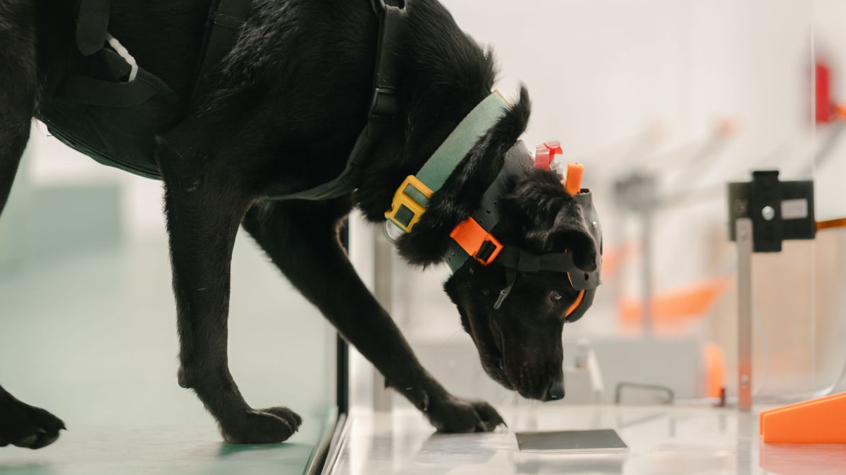 How Indian startup Dognosis is using cancer-detecting dogs and AI to democratize early screening
