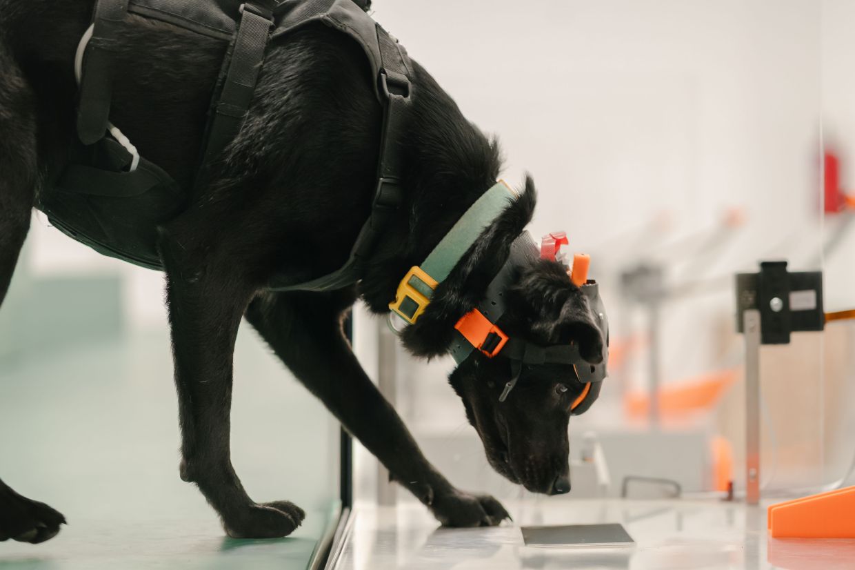 How Indian startup Dognosis is using cancer-detecting dogs and AI to democratize early screening