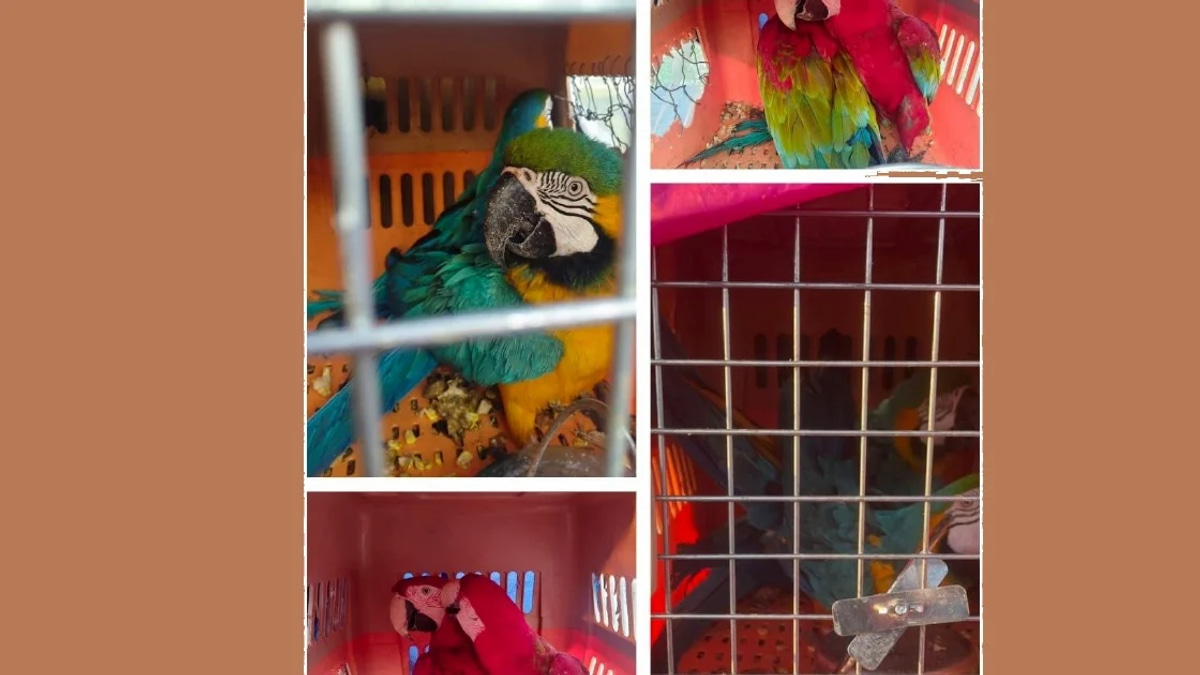 Two men arrested transporting eight protected macaws worth RM400,000 in Kelantan