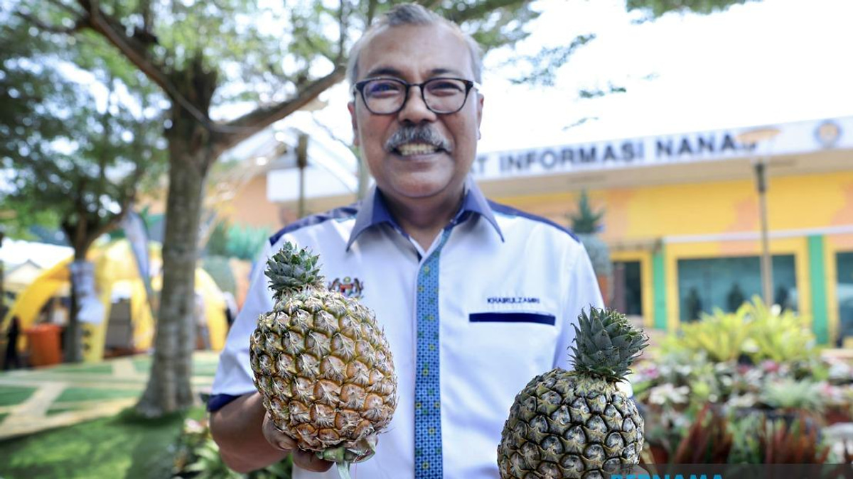 Sarawak's Golden Pineapple Variety Signals Fresh Growth For Malaysian Agriculture