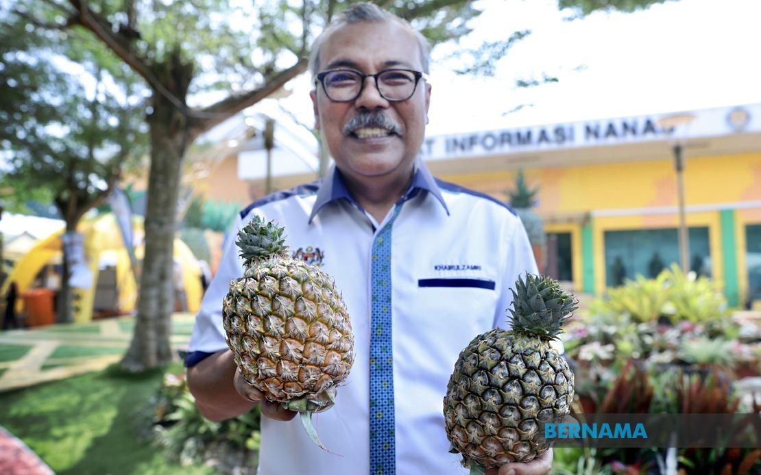 Sarawak's Golden Pineapple Variety Signals Fresh Growth For Malaysian Agriculture