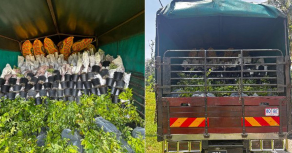Lorry Driver Held Over RM200k Smuggled Ornamental Plant Saplings at Kelantan Border