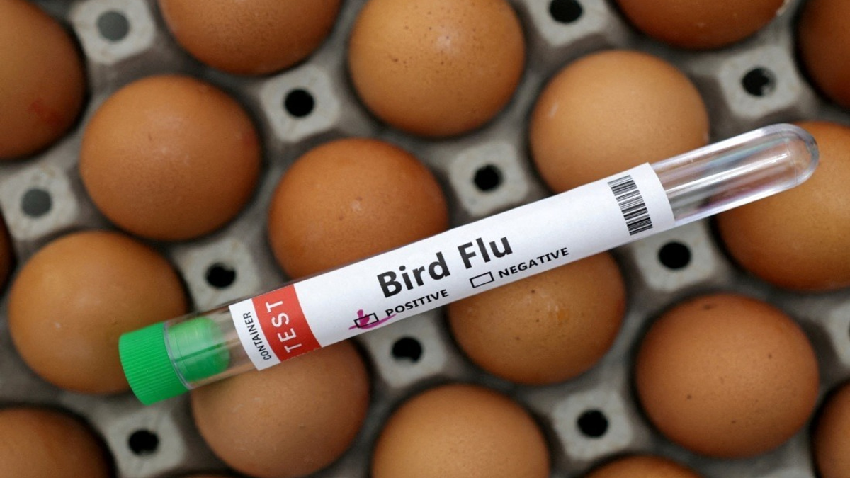 Victoria Enforces Mandatory Indoor Housing for Poultry as H5N1 Bird Flu Spreads Across Australia