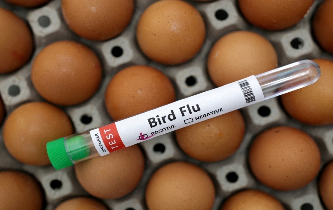 Victoria Enforces Mandatory Indoor Housing for Poultry as H5N1 Bird Flu Spreads Across Australia