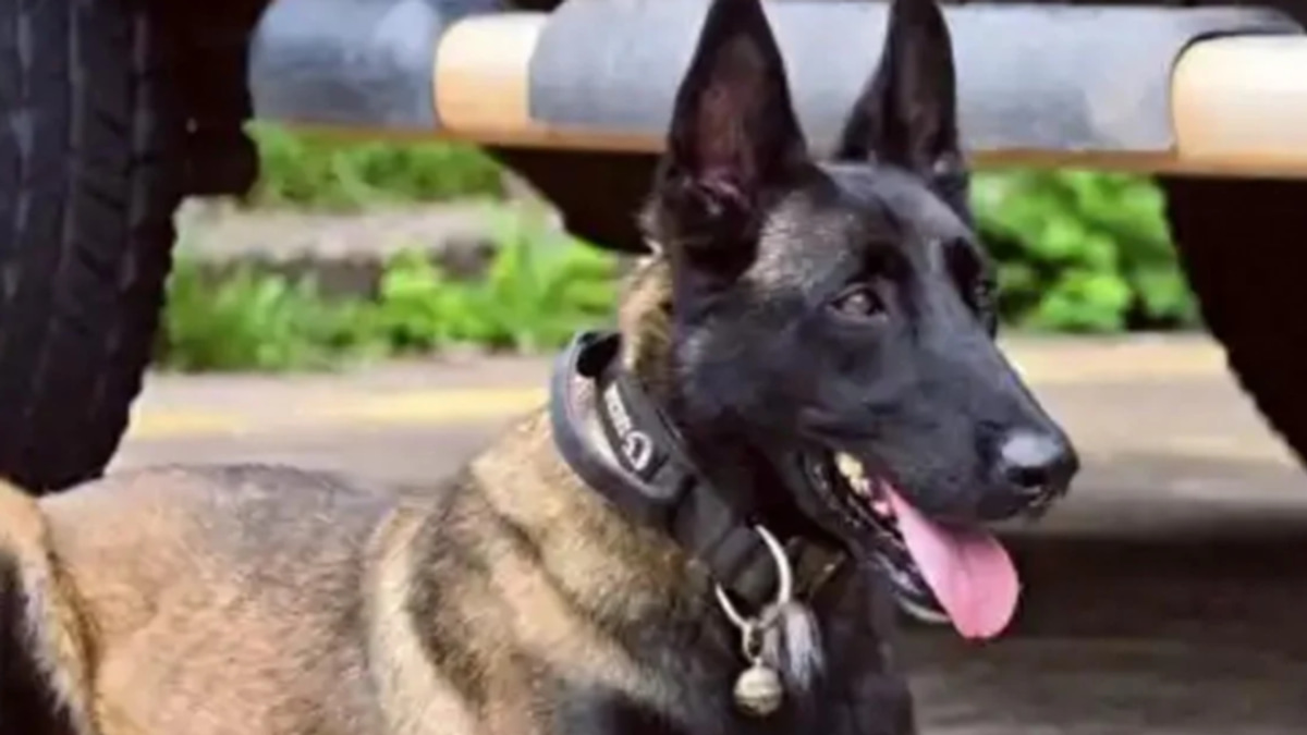 Chinese Police Dog's Six-Month Vigil for Injured Handler Moves Millions Online