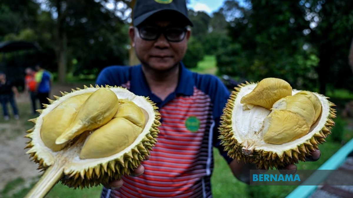 MARDI Advances Premium Durian Breeding Programme with 25,000 MS88 Trees Planted Nationally