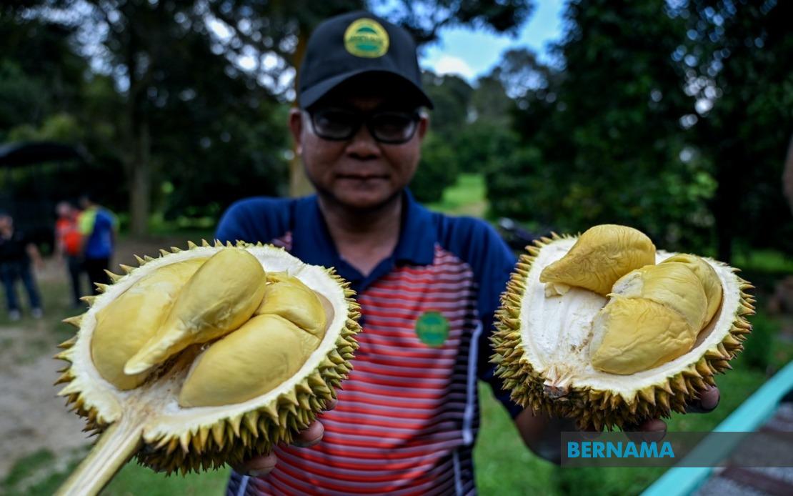 MARDI Advances Premium Durian Breeding Programme with 25,000 MS88 Trees Planted Nationally