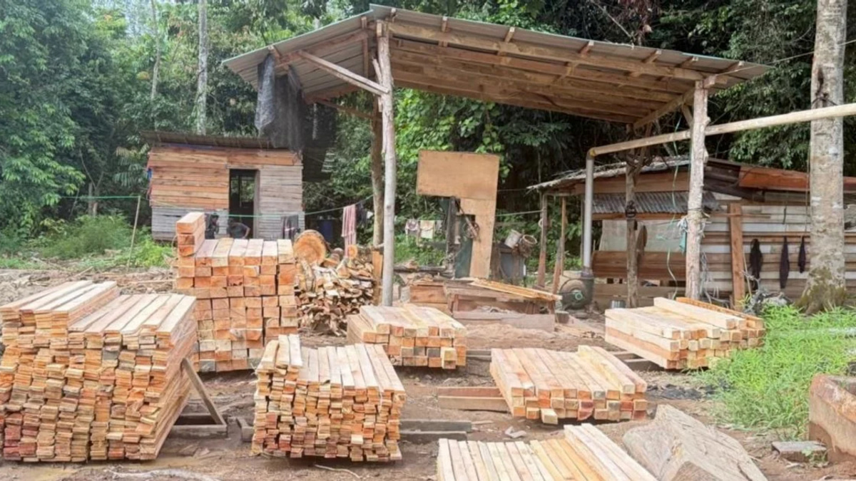 Five held as authorities seize RM1.69 million in illegal timber operation
