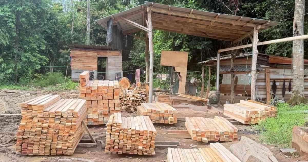 Five held as authorities seize RM1.69 million in illegal timber operation