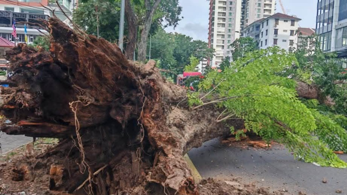 Structural Failure of 90-Year-Old Angsana Tree in George Town Blamed on Root Rot and Base Cavity
