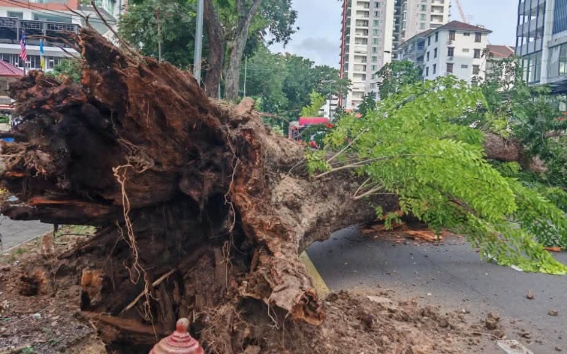 Structural Failure of 90-Year-Old Angsana Tree in George Town Blamed on Root Rot and Base Cavity