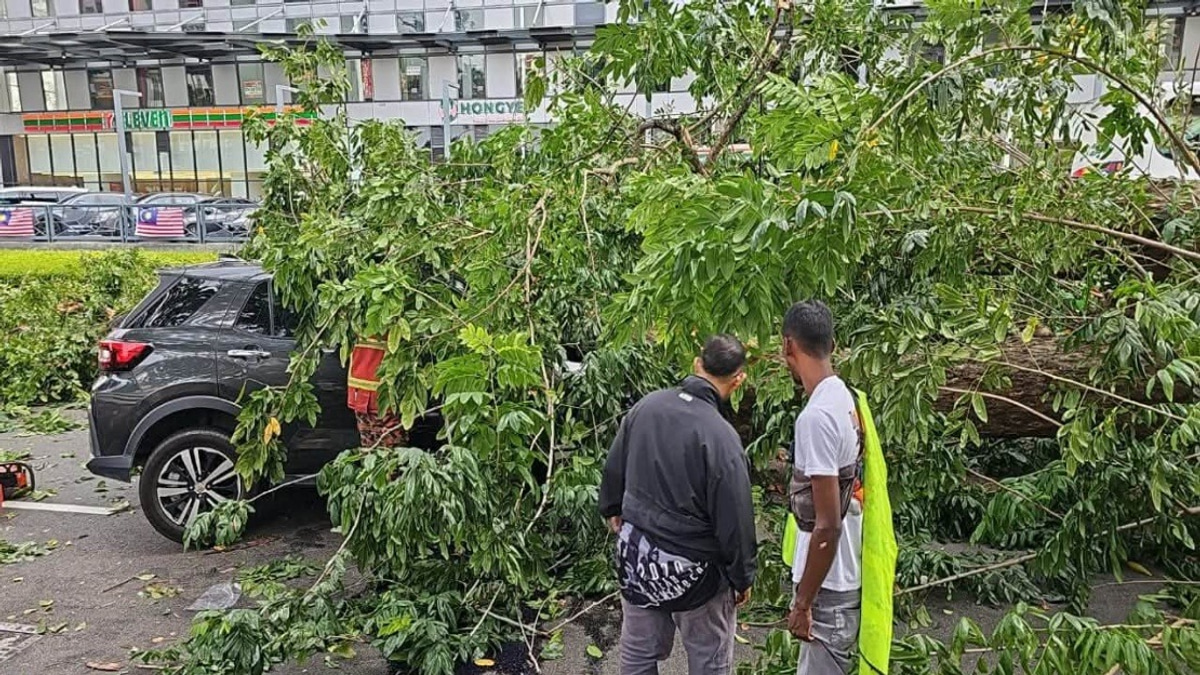Penang Family's Lucky Escape as Tree Crashes Into Vehicle on Jalan Macalister