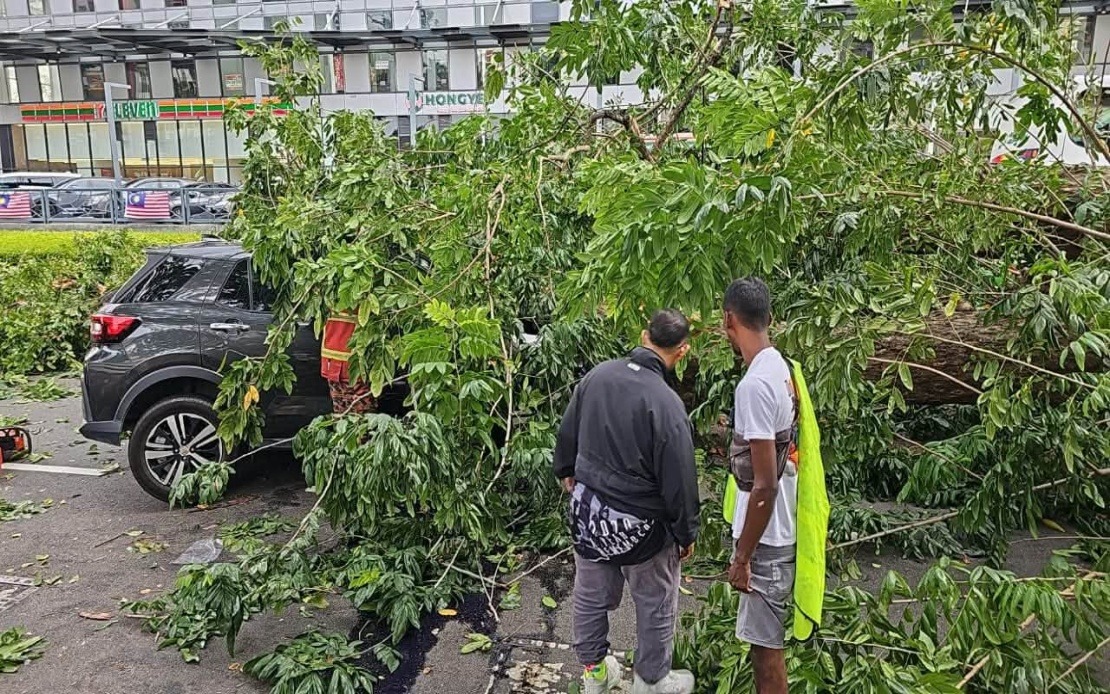Penang Family's Lucky Escape as Tree Crashes Into Vehicle on Jalan Macalister