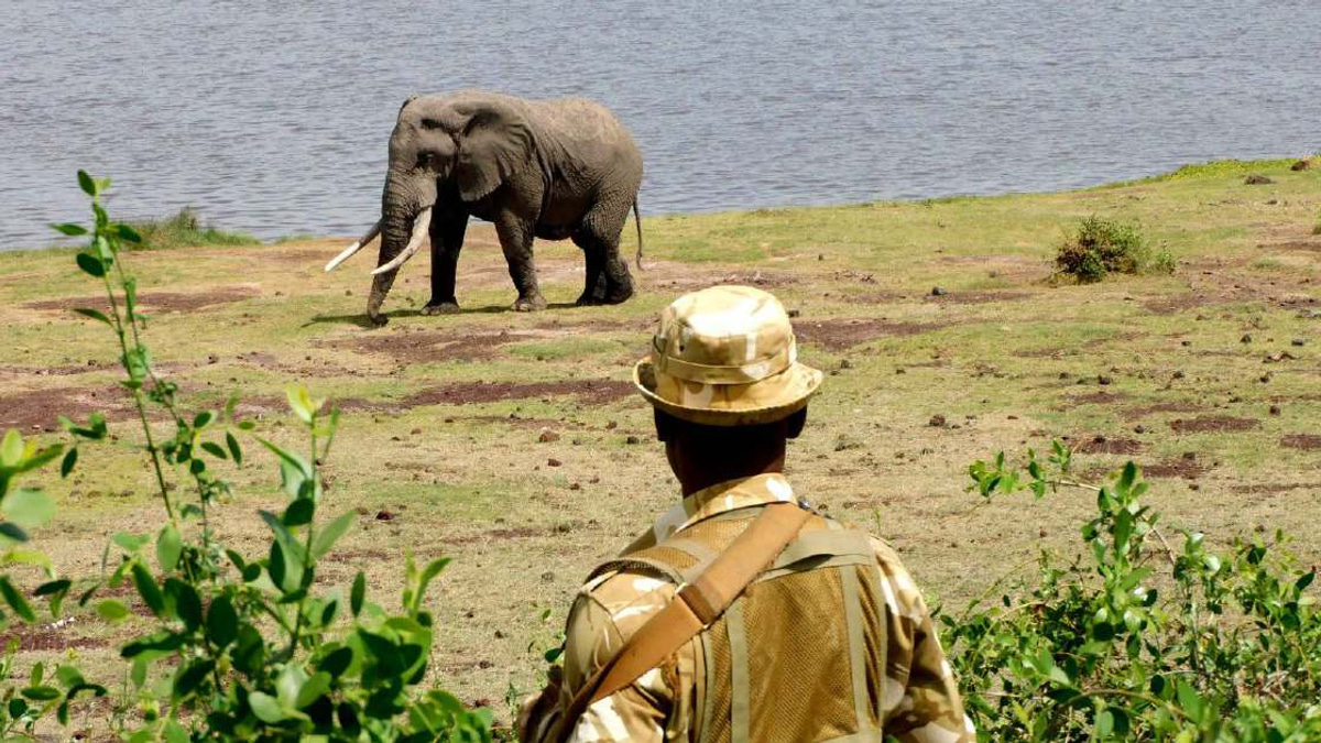 Kenya launches investigation into deaths of 15 elephants at Amboseli National Park