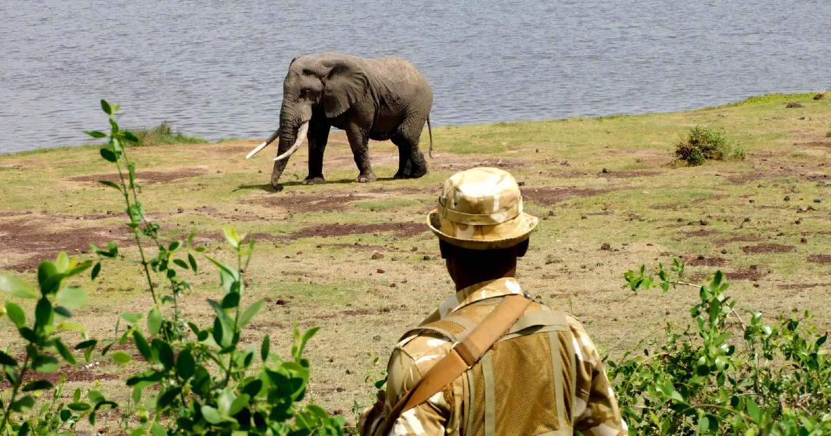 Kenya launches investigation into deaths of 15 elephants at Amboseli National Park