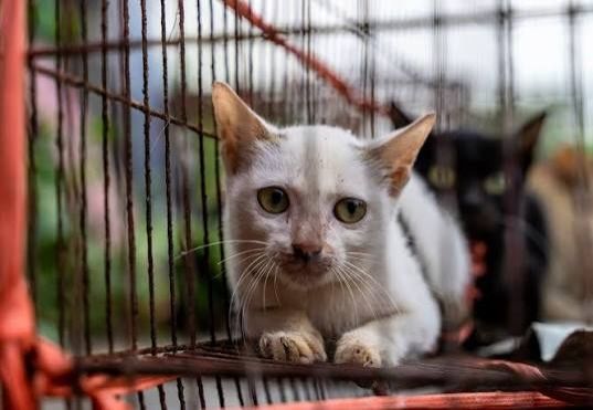 Stolen felines reunited with owners after Vietnam cat-meat bust