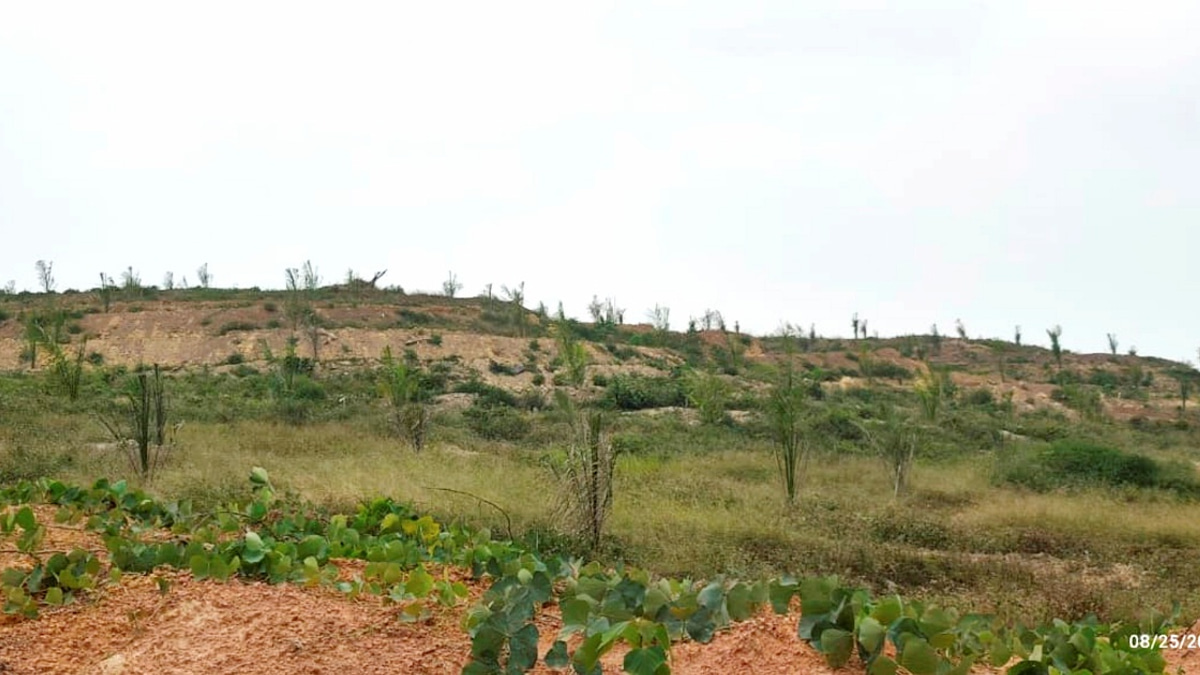 MACC Investigates Substandard Oil Palm Seedlings Supplied to Felda Palong 7