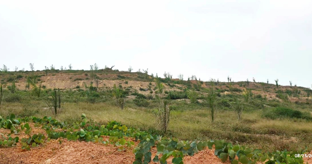 MACC Investigates Substandard Oil Palm Seedlings Supplied to Felda Palong 7