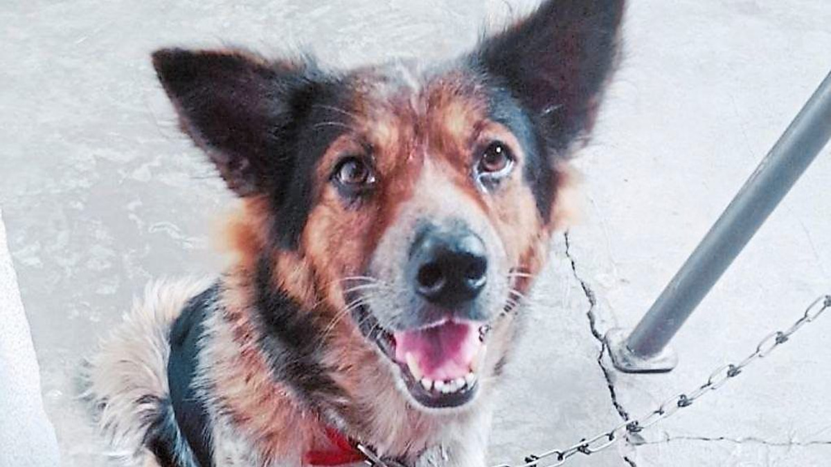 The Case for Emergency Veterinary Care: Why Malaysia's Pets—and Pet Owners—Deserve Better