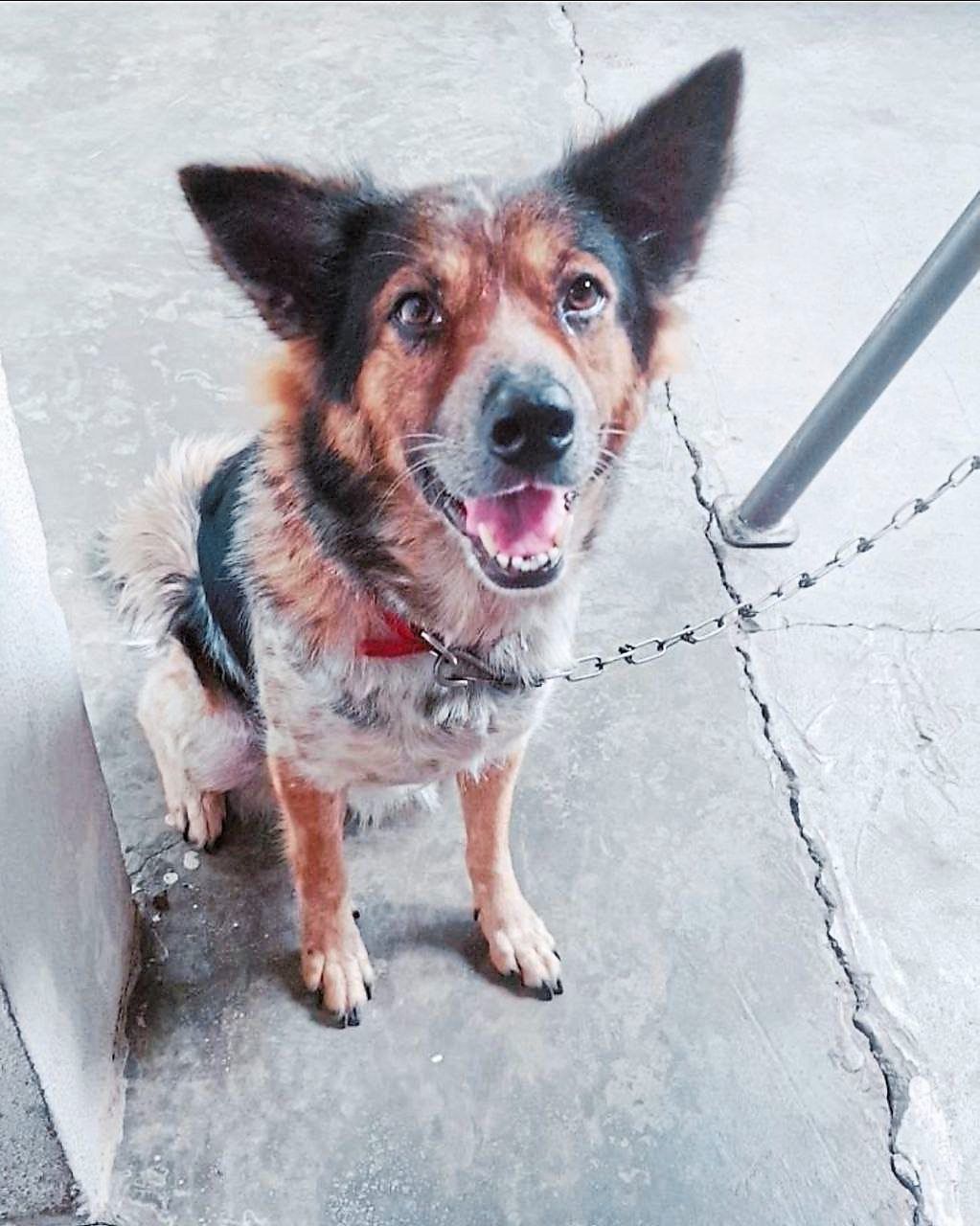 The Case for Emergency Veterinary Care: Why Malaysia's Pets—and Pet Owners—Deserve Better
