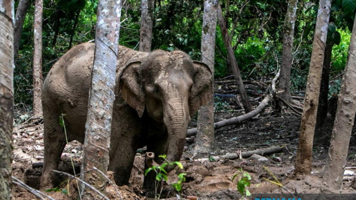 Orang Asli Villager Critically Injured in Elephant Attack During Crop Defence Attempt