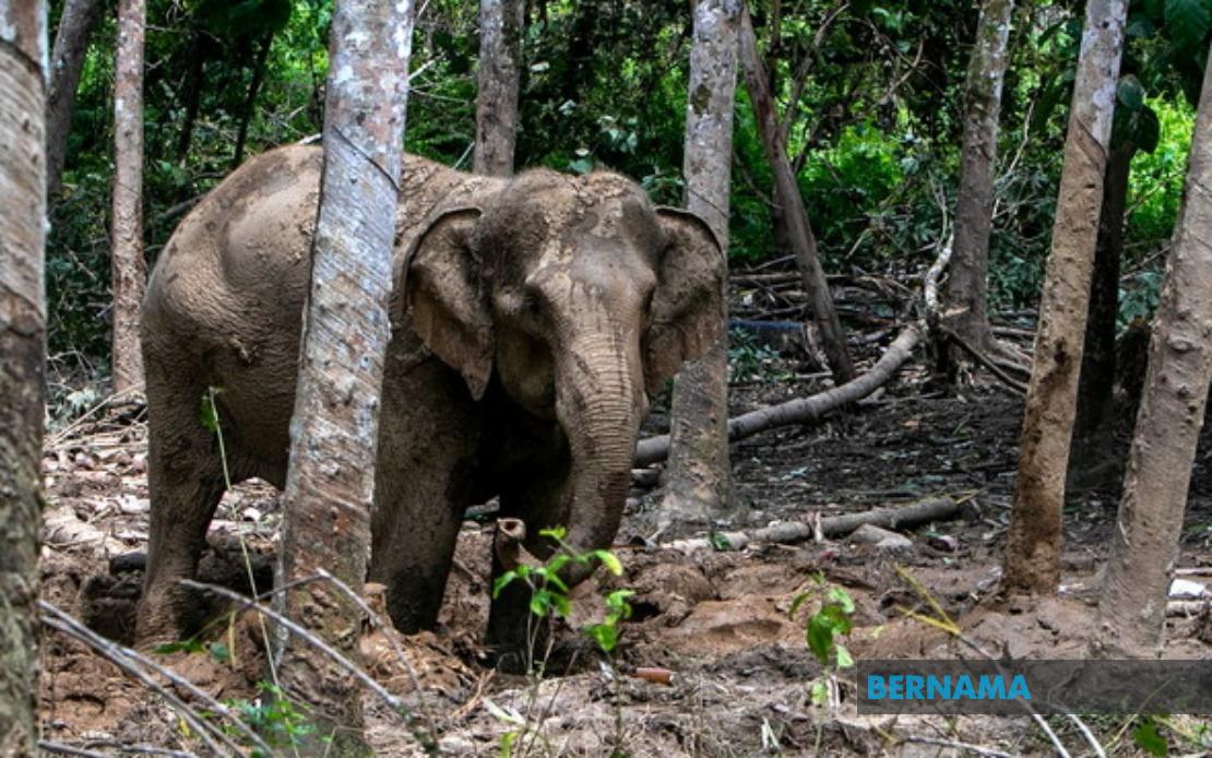 Orang Asli Villager Critically Injured in Elephant Attack During Crop Defence Attempt