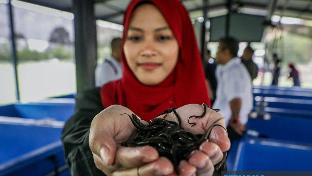PTSS Bridges Education and Enterprise: Eel Farming Project Transforms Rural Communities in Perlis