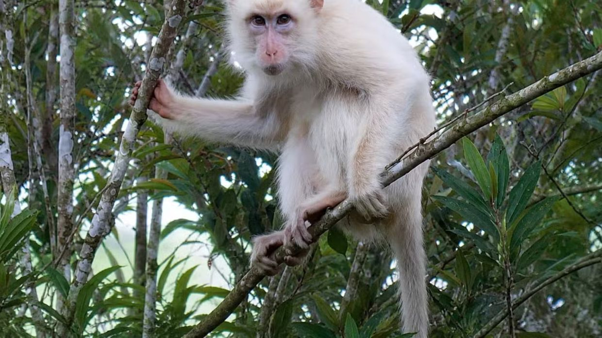 Rare white macaque in Philippines sparks urgent conservation push