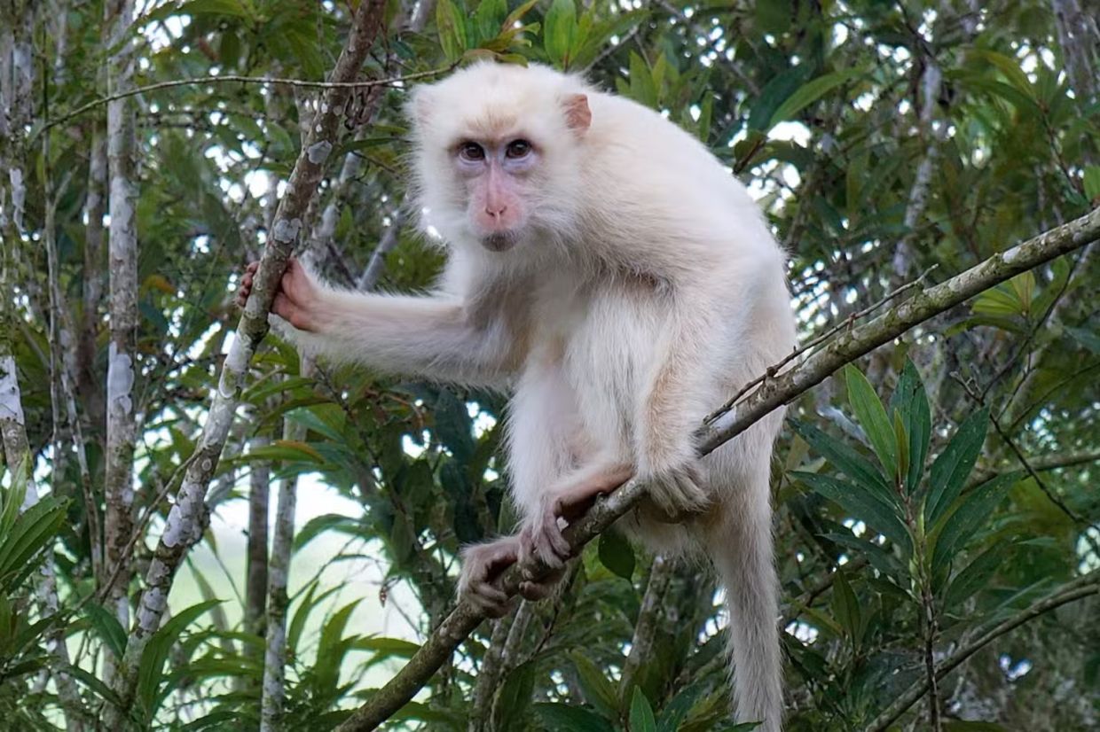 Rare white macaque in Philippines sparks urgent conservation push