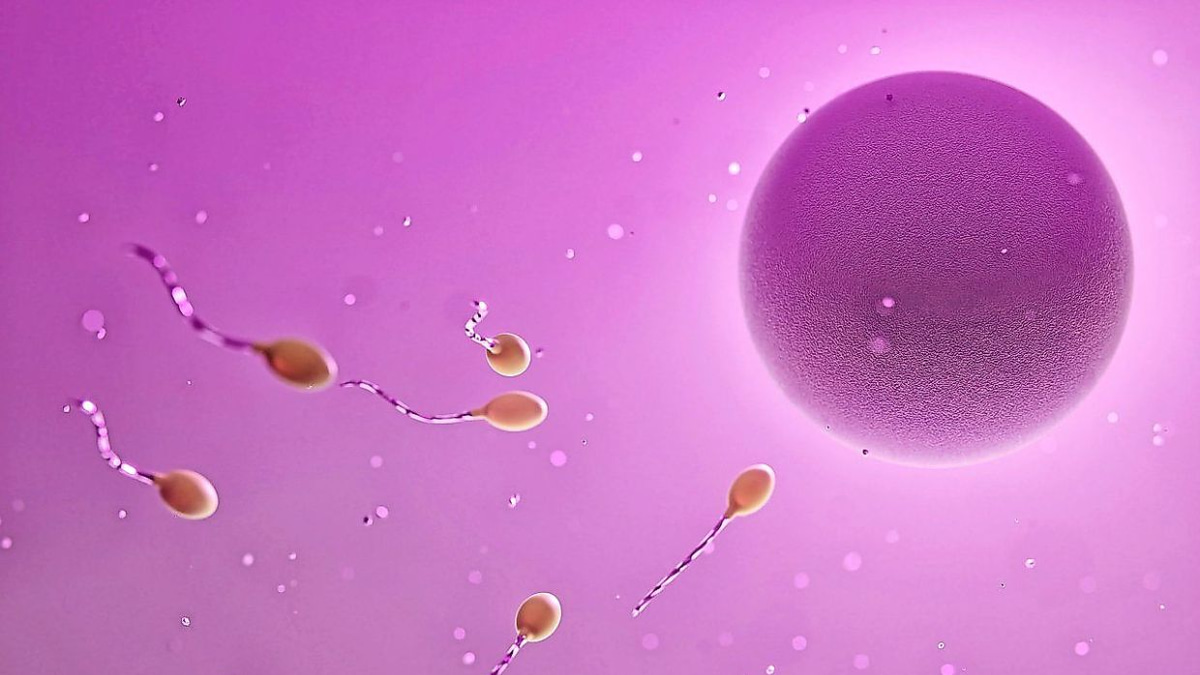 Understanding Infertility and Egg-Release Medications: A Guide for Women Seeking Fertility Treatment