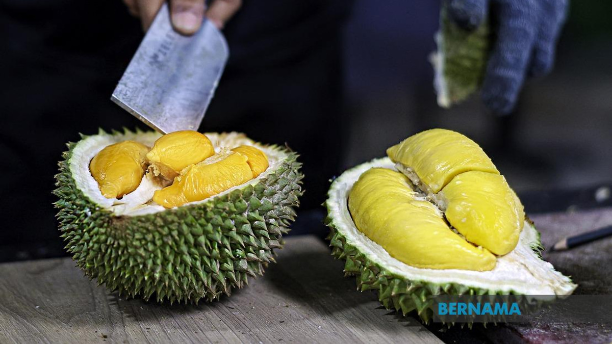 FAMA Ramps Up Durian Push in Penang as Output Surges Above 18,000 Tonnes