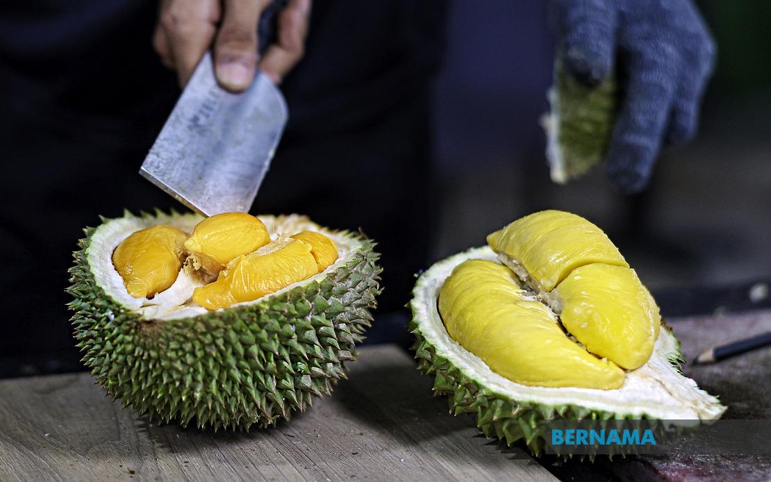 FAMA Ramps Up Durian Push in Penang as Output Surges Above 18,000 Tonnes
