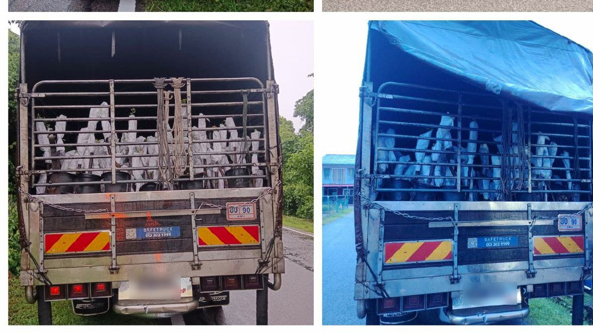 Lorry driver and attendant held in raid on Thai plant sapling smuggling operation