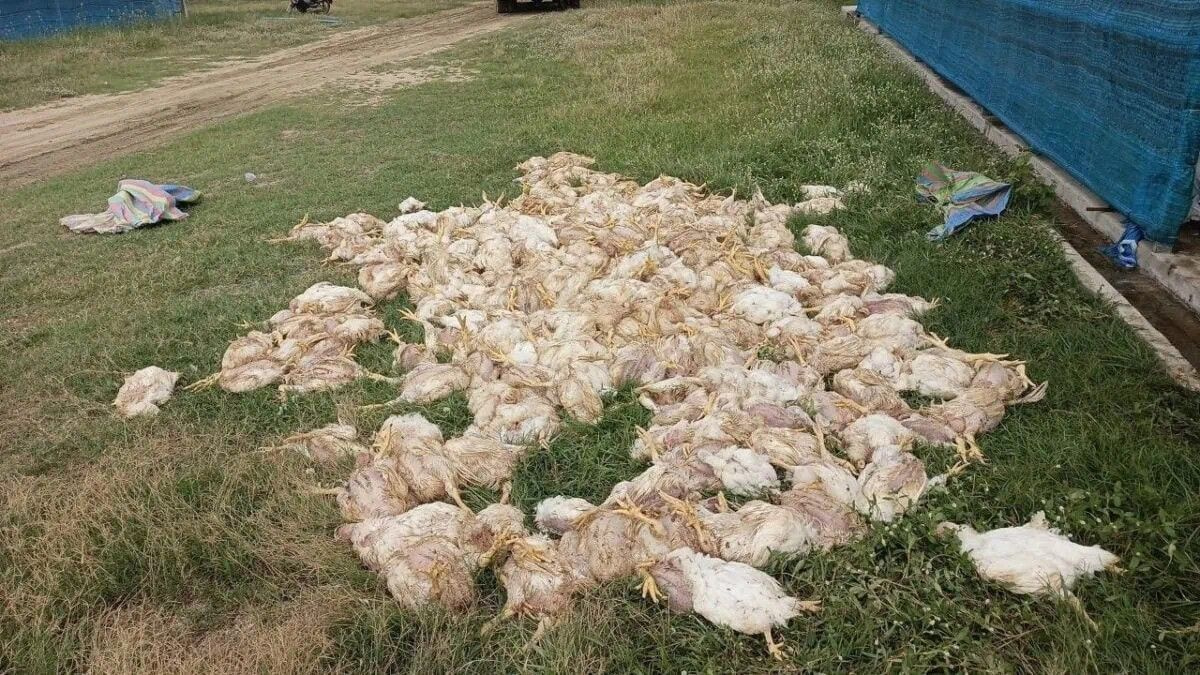 Cambodia battery recycling fire kills 2,000 chickens, raises alarm over industrial safety standards