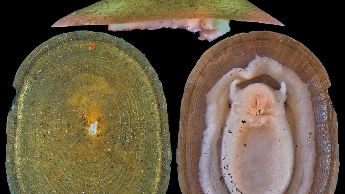 Deep-sea Mining Threatens Majority of Vent-Dwelling Molluscs, Conservation Groups Alert