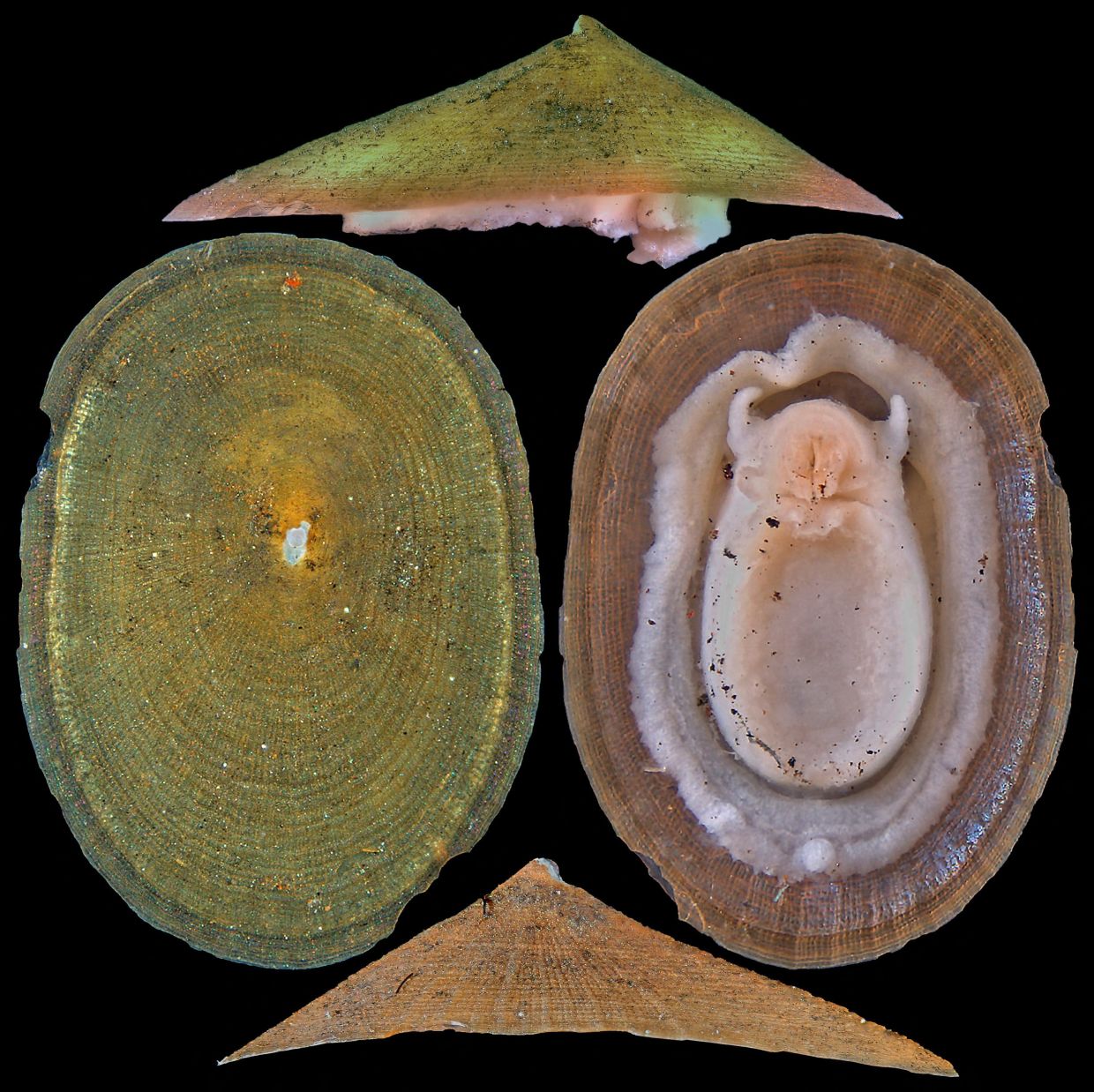 Deep-sea Mining Threatens Majority of Vent-Dwelling Molluscs, Conservation Groups Alert
